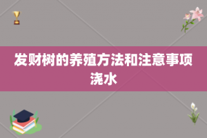 发财树的养殖方法和注意事项浇水