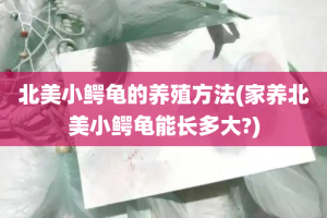 北美小鳄龟的养殖方法(家养北美小鳄龟能长多大?)