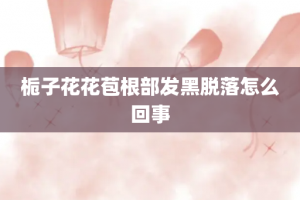 栀子花花苞根部发黑脱落怎么回事