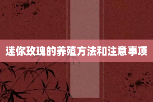 迷你玫瑰的养殖方法和注意事项