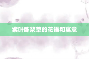 紫叶酢浆草的花语和寓意