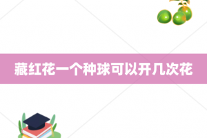 藏红花一个种球可以开几次花