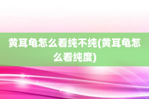 黄耳龟怎么看纯不纯(黄耳龟怎么看纯度)