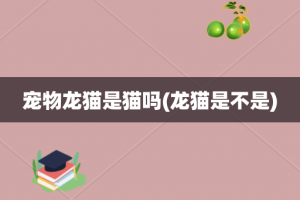 宠物龙猫是猫吗(龙猫是不是)