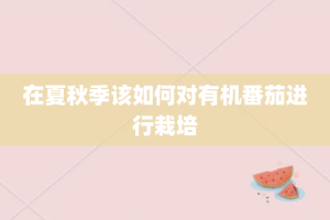 在夏秋季该如何对有机番茄进行栽培