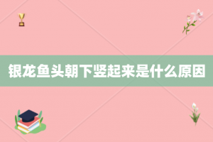 银龙鱼头朝下竖起来是什么原因