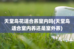 天堂鸟花适合养室内吗(天堂鸟适合室内养还是室外养)