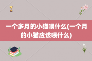 一个多月的小猫喂什么(一个月的小猫应该喂什么)