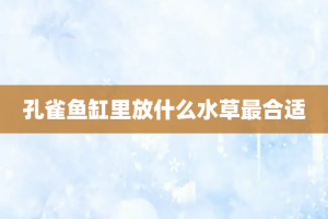 孔雀鱼缸里放什么水草最合适