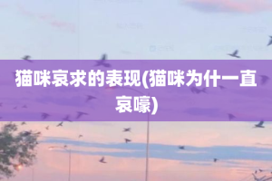 猫咪哀求的表现(猫咪为什一直哀嚎)