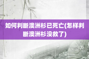 如何判断澳洲杉已死亡(怎样判断澳洲杉没救了)