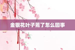 金银花叶子蔫了怎么回事