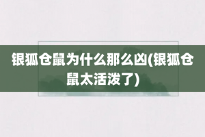 银狐仓鼠为什么那么凶(银狐仓鼠太活泼了)