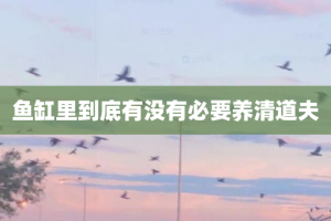 鱼缸里到底有没有必要养清道夫