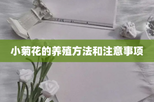 小菊花的养殖方法和注意事项