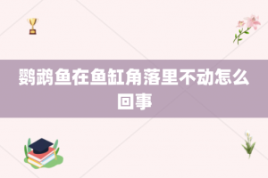 鹦鹉鱼在鱼缸角落里不动怎么回事