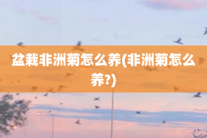 盆栽非洲菊怎么养(非洲菊怎么养?)