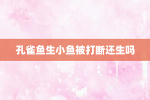 孔雀鱼生小鱼被打断还生吗