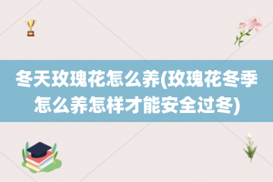 冬天玫瑰花怎么养(玫瑰花冬季怎么养怎样才能安全过冬)