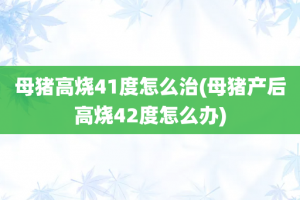 母猪高烧41度怎么治(母猪产后高烧42度怎么办)