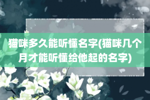 猫咪多久能听懂名字(猫咪几个月才能听懂给他起的名字)