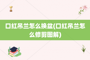 口红吊兰怎么换盆(口红吊兰怎么修剪图解)