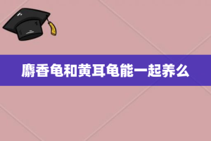 麝香龟和黄耳龟能一起养么