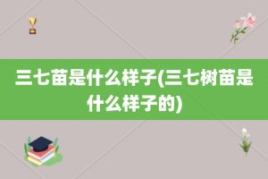 三七苗是什么样子(三七树苗是什么样子的)