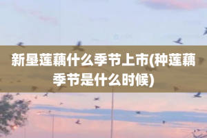 新垦莲藕什么季节上市(种莲藕季节是什么时候)