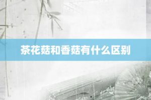 茶花菇和香菇有什么区别