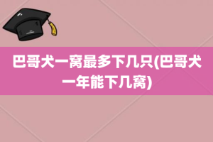 巴哥犬一窝最多下几只(巴哥犬一年能下几窝)