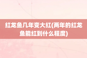 红龙鱼几年变大红(两年的红龙鱼能红到什么程度)