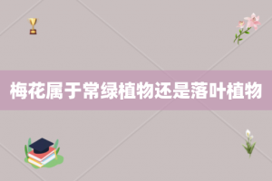 梅花属于常绿植物还是落叶植物