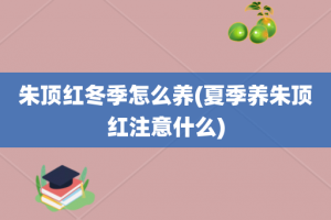 朱顶红冬季怎么养(夏季养朱顶红注意什么)