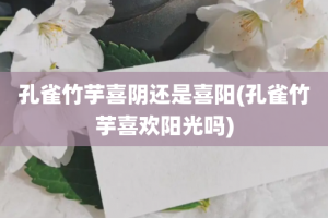 孔雀竹芋喜阴还是喜阳(孔雀竹芋喜欢阳光吗)