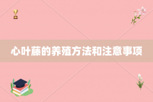 心叶藤的养殖方法和注意事项