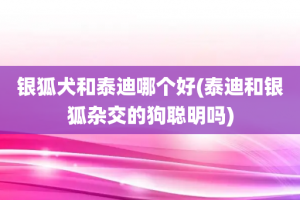 银狐犬和泰迪哪个好(泰迪和银狐杂交的狗聪明吗)