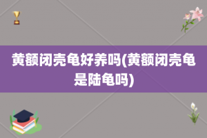 黄额闭壳龟好养吗(黄额闭壳龟是陆龟吗)