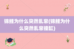 锦鲤为什么突然乱窜(锦鲤为什么突然乱窜撞缸)