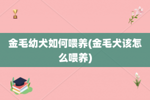 金毛幼犬如何喂养(金毛犬该怎么喂养)