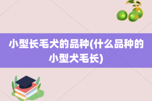 小型长毛犬的品种(什么品种的小型犬毛长)