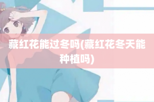 藏红花能过冬吗(藏红花冬天能种植吗)