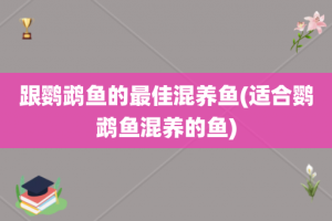 跟鹦鹉鱼的最佳混养鱼(适合鹦鹉鱼混养的鱼)