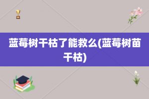 蓝莓树干枯了能救么(蓝莓树苗干枯)