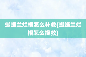 蝴蝶兰烂根怎么补救(蝴蝶兰烂根怎么挽救)