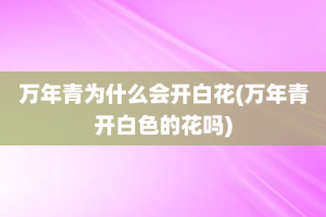 万年青为什么会开白花(万年青开白色的花吗)