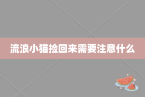 流浪小猫捡回来需要注意什么