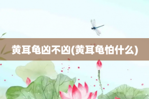 黄耳龟凶不凶(黄耳龟怕什么)