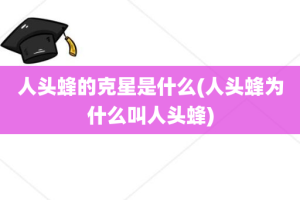 人头蜂的克星是什么(人头蜂为什么叫人头蜂)