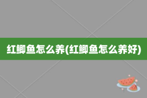 红鲫鱼怎么养(红鲫鱼怎么养好)